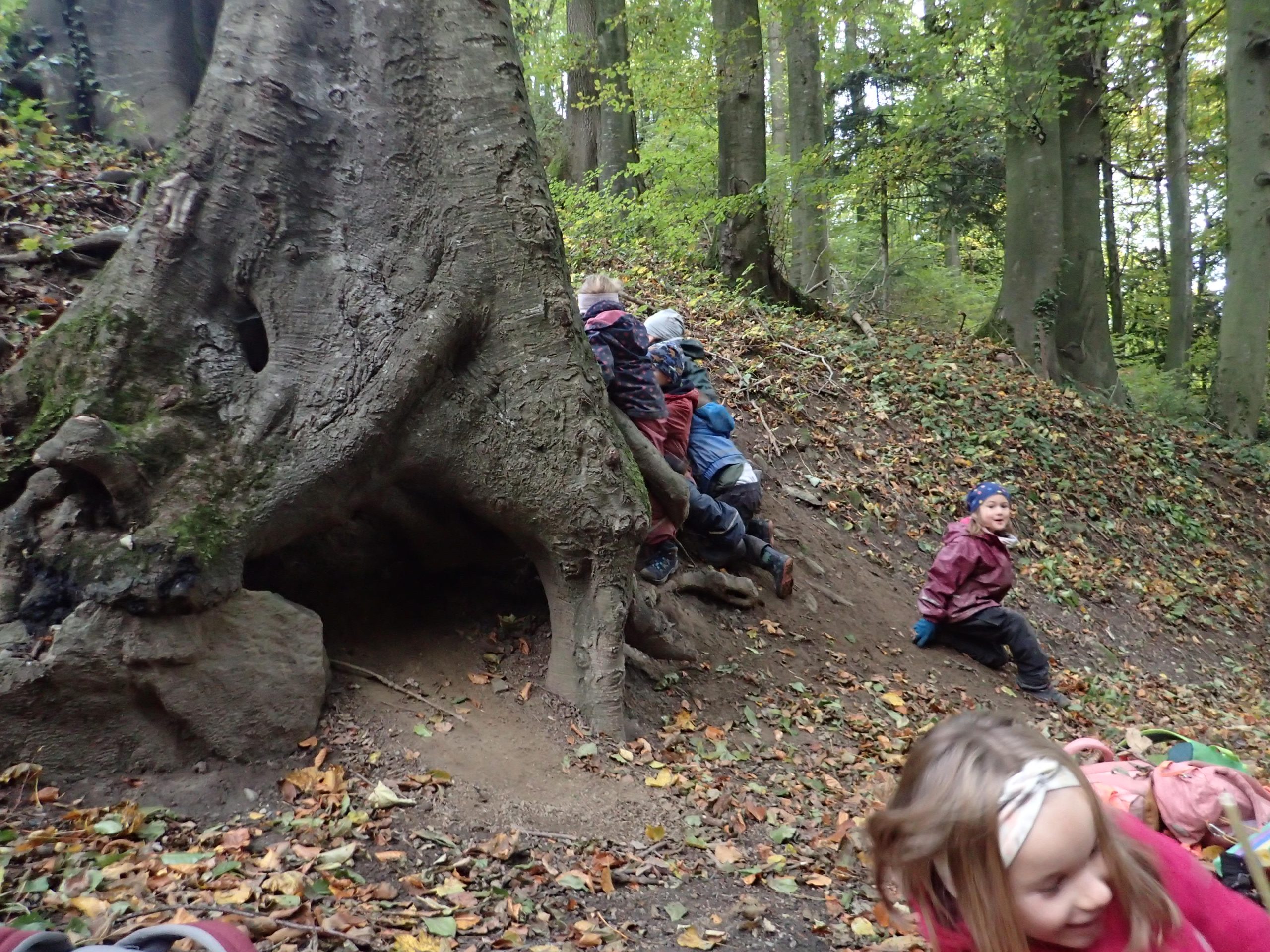Baum mit Höhle